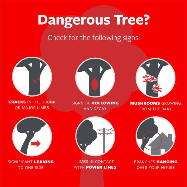 dangerous-tree