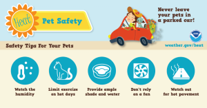 pet safety from the summer heat